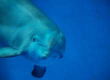 Dolphin Yoghurt: US Navy wants probiotic research to keep marine mammals regular