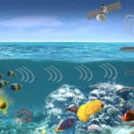 DARPA launches programme to use marine life for detecting naval threats